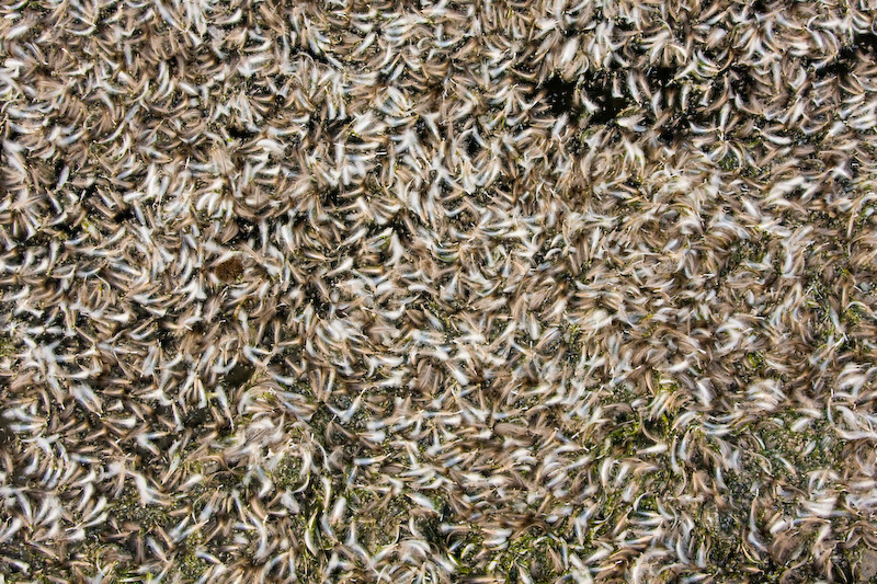 Molted Penguin Feathers Floating In Water